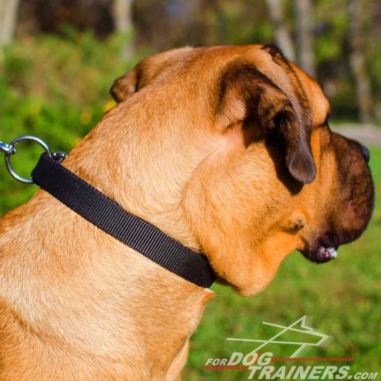 NEW High Quality Adjustable Nylon Cane Corso Collar