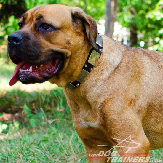 Designer Leather Cane Corso Collar With Vintage Nickel Plates and Pyramids