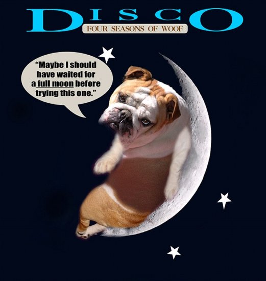 Disco wearing our exclusive Tracking / Pulling / Agitation Leather Dog Harness For English Bulldog H5