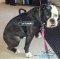 English Bulldog WEars New Perfect Control Harness with IS Patches