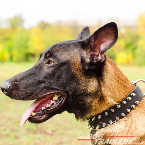 Leather Spiked Belgian Malinois Collar