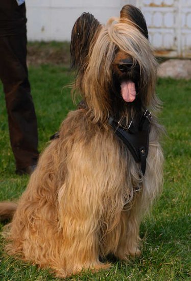Tracking,designer Leather Dog Harness for Briard- best harness
