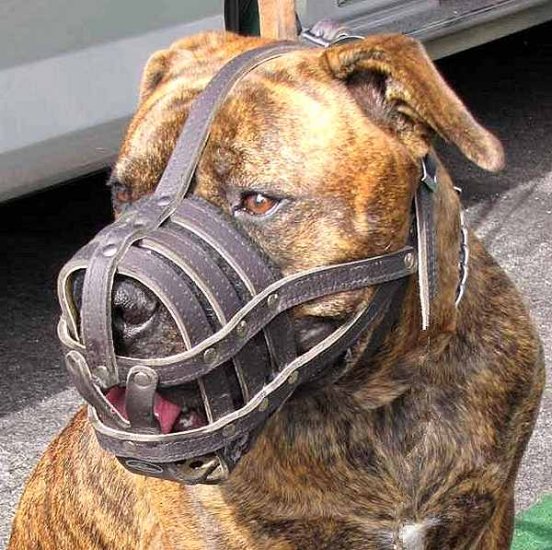 Adjustable Leather Cage Muzzle for Boerboel and Other Large Breed Dogs