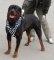 Rotty Spiked leather Dog Harness- Deluxe spiked dog harness