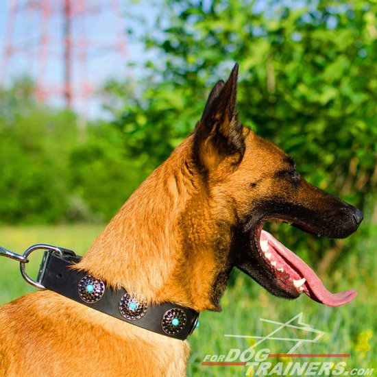 Royal Malinois Wide Leather Dog Collar with Blue Stones