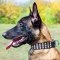 Wide Leather Belgian Malinois Collar With 3 Rows of Nickel Pyramids