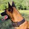 Malinois 2 ply Leather Agitation Training Collar