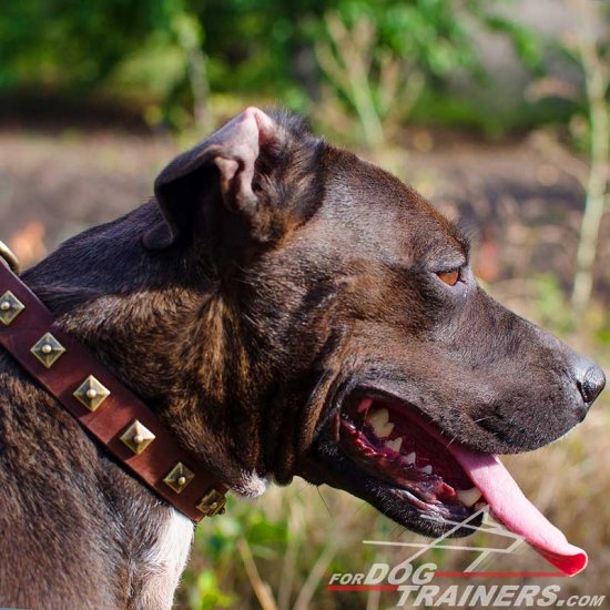 Pitbull Designer Leather Collar with 1 Row of Brass Studs