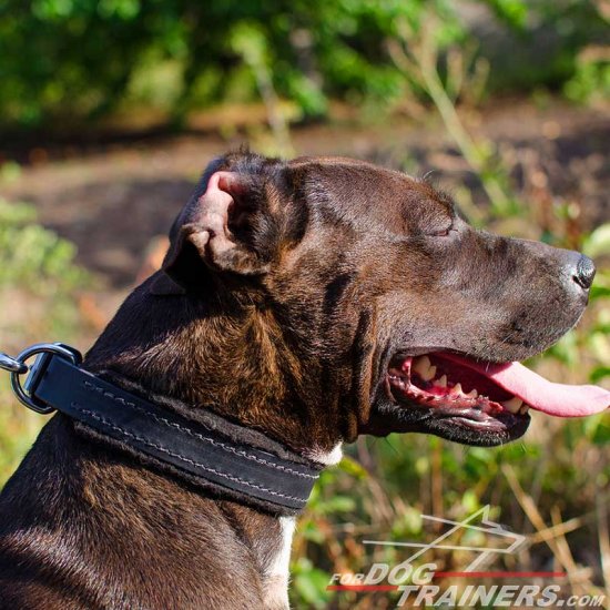 Comfortable Pitbull Padded Leather Collar for Attack Training