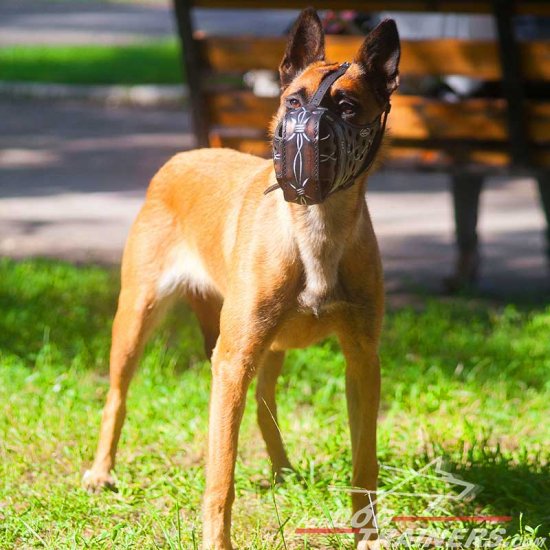 Training Leather Malinois Muzzle with Barbed Wire Painting