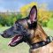 Malinois Designer Nylon Collar with Silver Circles