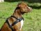 Tracking / Pulling / Agitation Leather Dog Harness For Pitbull