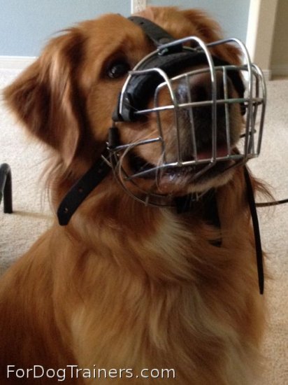 Adorable Miller in Basket Dog Muzzle