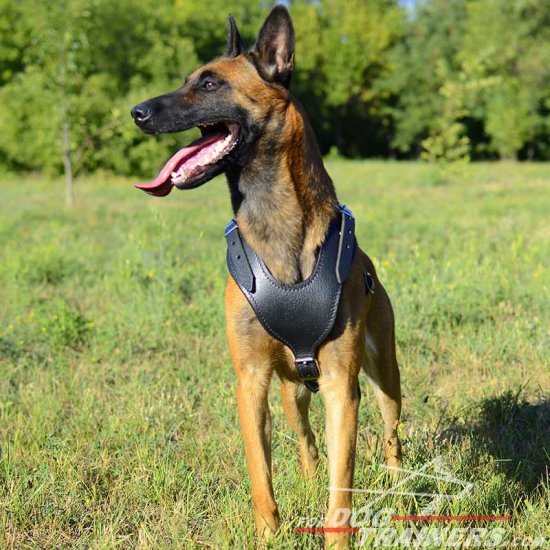Attack/Protection Training Malinois Leather Dog Harness with Padded Chest Plate