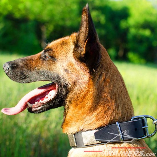 Malinois War-like Leather Collar with Metal Plates