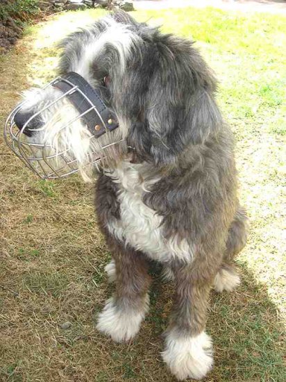 Collie Wire Basket Dog Muzzles Size Chart muzzle Collie - M4light