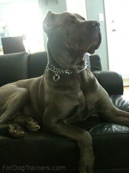 Drago finds excellent his new STAINLESS STEEL-Dog pinch collar made in Germany - 50004 55 (3.25mm)