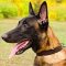 Ergonomic Malinois Leather Collar (1 1/5 inch, 3cm width)