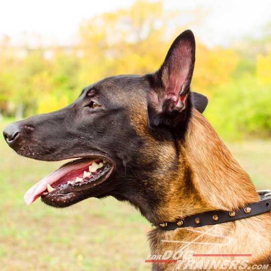 Malinois Designer Leather Collar with Spikes - Click Image to Close