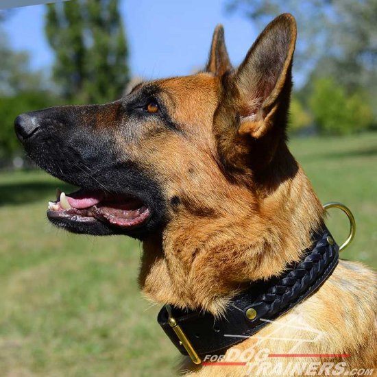 German 2025 shepherd collars