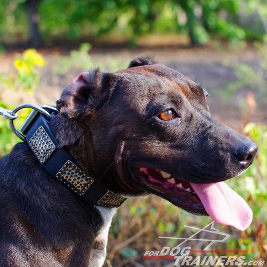 War Design Leather Pitbull Collar with Massive Vintage Plates