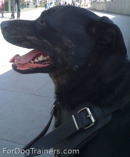 Ed looks superb in Agitation / Protection / Attack Leather Dog Harness - H1