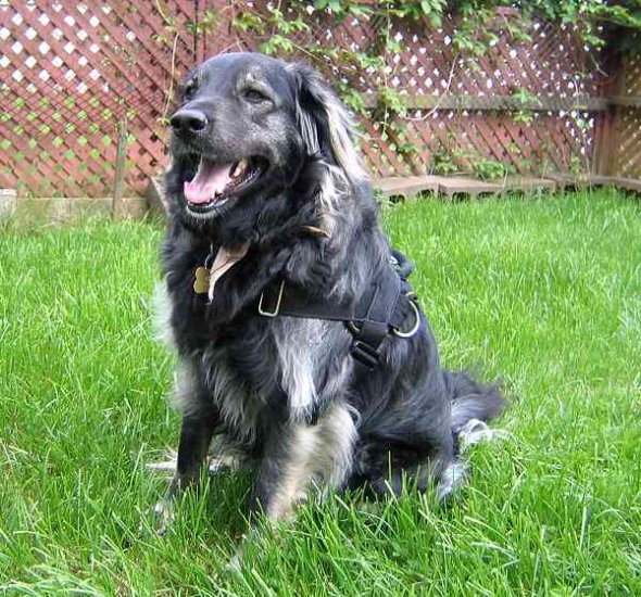 Nylon Dog Tracking Harness with Strong Handle