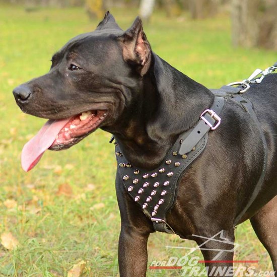 Spiked Dog Harness of Leather for Pitbull Walking