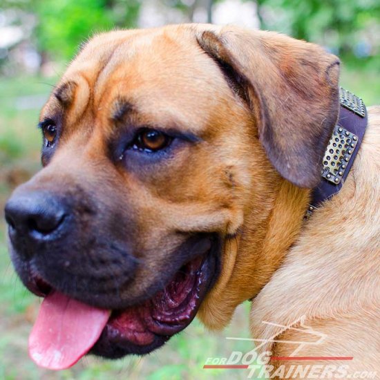 Handcrafted Designer Leather Cane Corso Collar with Massive Plates