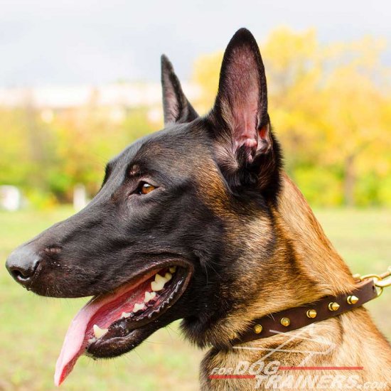 Malinois Multipurpose Leather Collar with Spikes