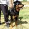 All Weather dog harness for tracking / pulling Designed to fit Rottweiler - H6