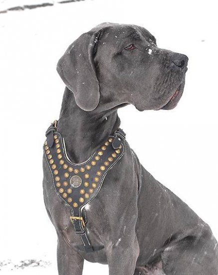 Royal Dog Harness - Exclusive Design Studded Leather Harness