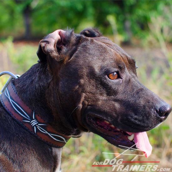 Amazing Design Leather Pitbull Collar with Barbed Wire Painting