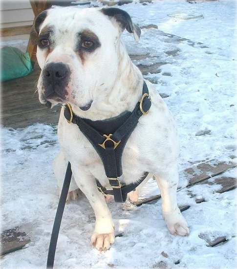 Gorgeous Staffordshire Bull Terrier Sophie wearing our Tracking / Walking dog harness made of leather H3_1