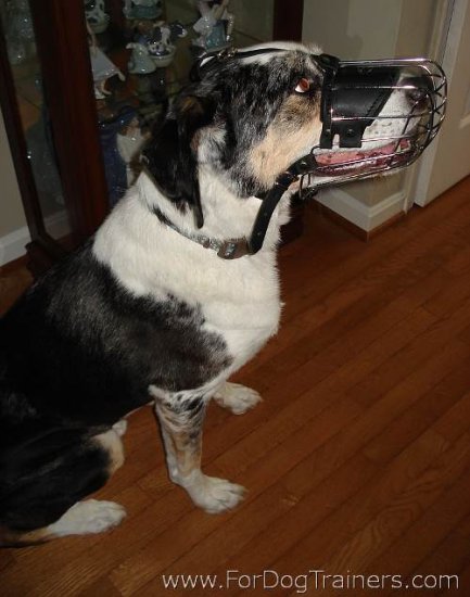 Louie Catahoula mix looking Gorgeous in Basket Dog Muzzles (All Sizes)