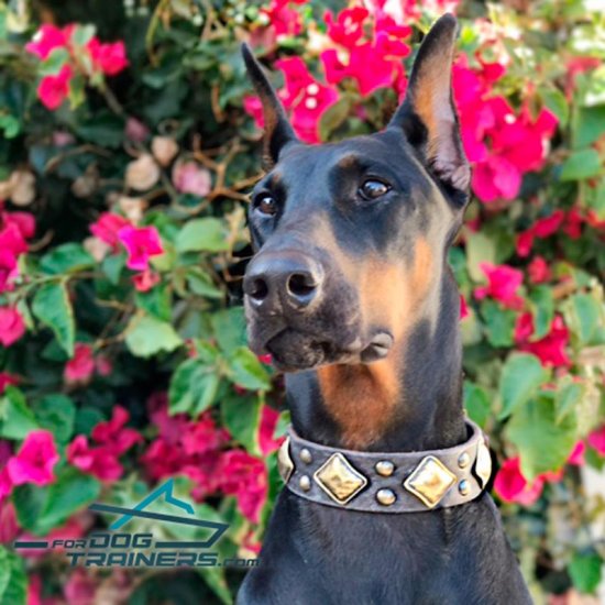 Danke Looks Fabulous in Designer Leather Dog Collar