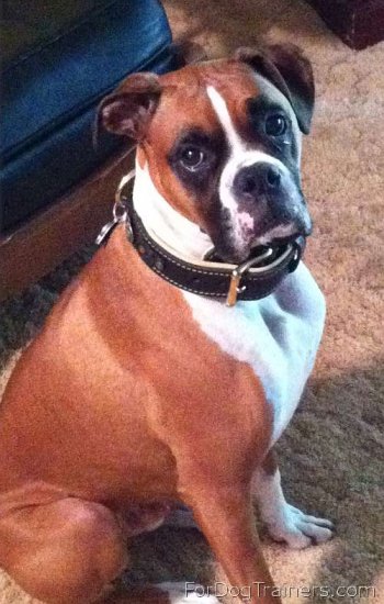 Dupree looks Fantastic in his New Brown Nappa Padded Hand Made Leather Dog Collar - C43