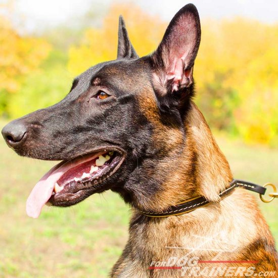 Malinois Strong Leather Choke Collar for Better Pet Control