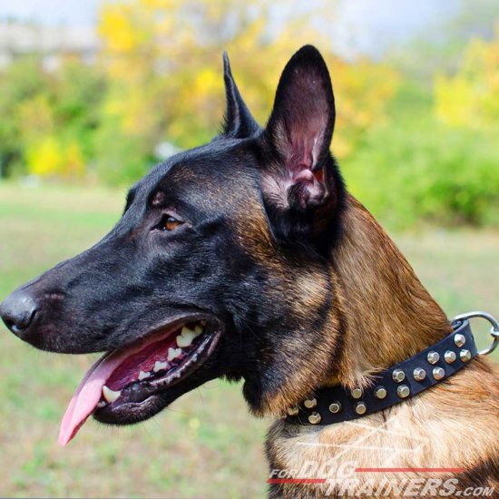 Stylish Malinois Leather Collar with Small Pyramids/Studs