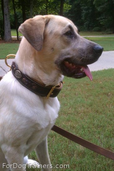 Kahlua is stunning in New Brown Nappa Padded Hand Made Leather Dog Collar - Click Image to Close