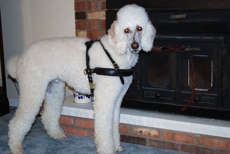 Louie wearing our exclusive Tracking / Pulling / Agitation Leather Dog Harness For Poodle H5 - Click Image to Close