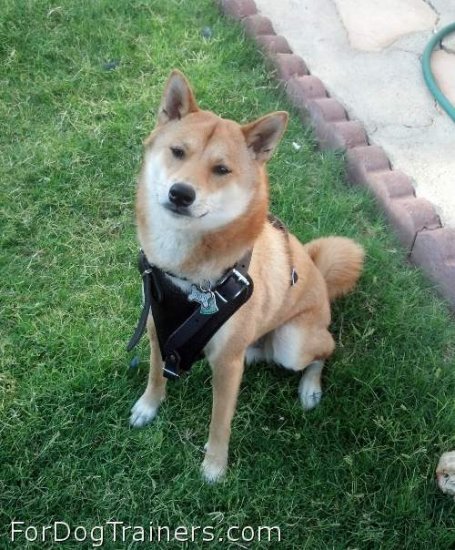 Adonis proudly presents Agitation / Protection / Attack Leather Dog Harness