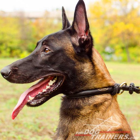 Malinois Round Leather Choke Collar Silent in Action