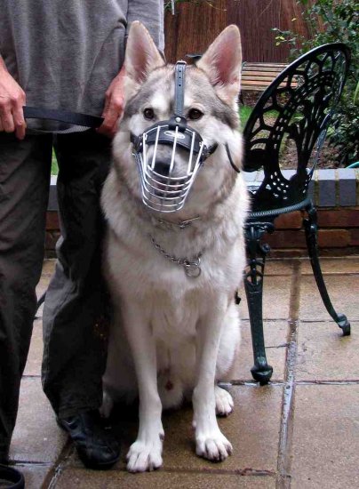 Echo wearing Wire Basket Dog Muzzle for German Shepherd