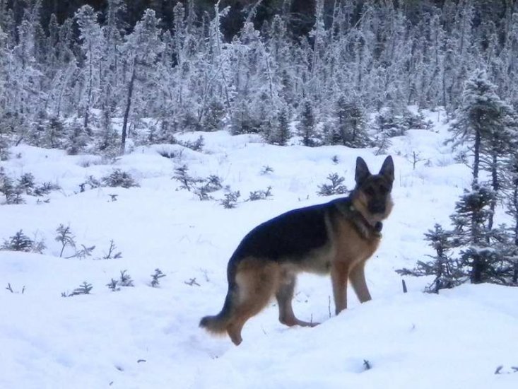 Nylon Protector for German Shepherd Dog Pinch Collar