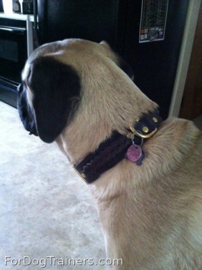 Nice dog in Gorgeous Wide 2 Ply Leather Dog Collar