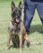 Tracking Walking leather dog harness for Malinois