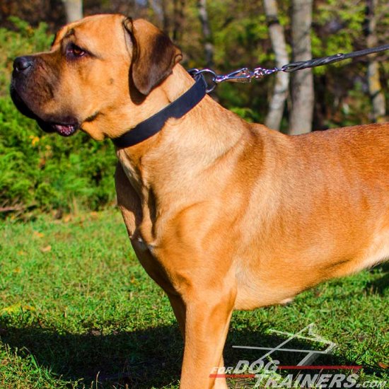 Multipurpose Leather Cane Corso Collar - Click Image to Close