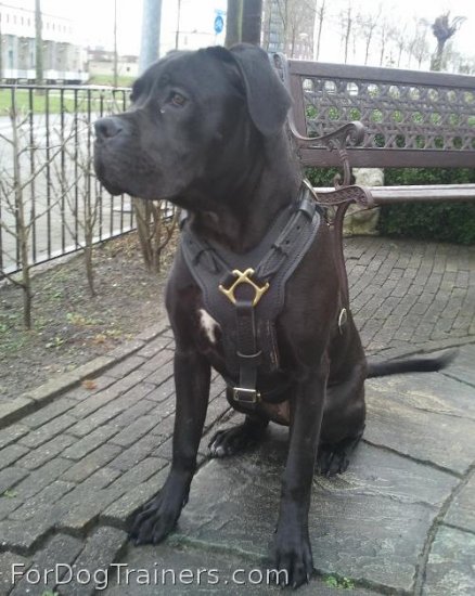 Nikita looking superb in Exclusive Luxury Handcrafted Padded Leather Dog Harness - H10