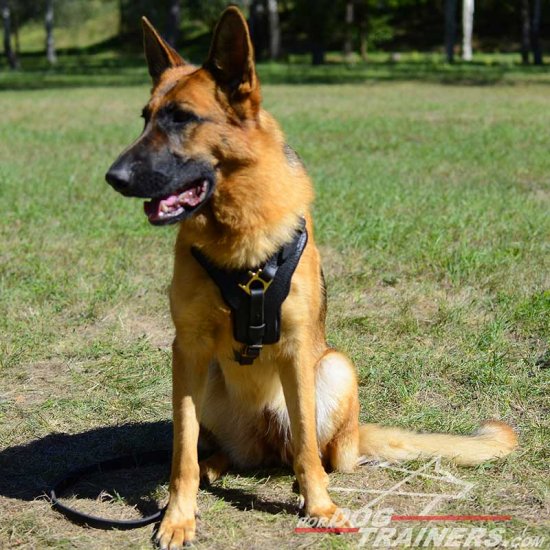 Soft Padded Dog Harness for German Shepherd - Click Image to Close